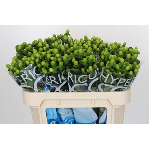 Hypericum Coco Bamboo
