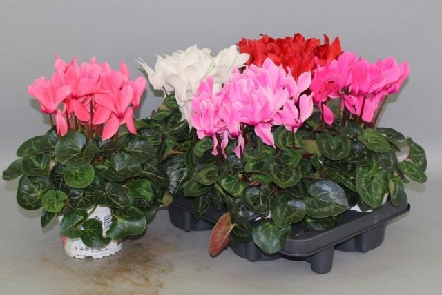 <h4>CYCL GR SUP XL</h4>