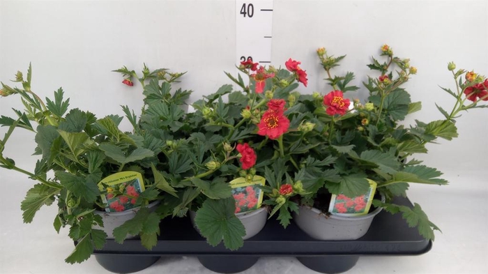 <h4>Geum chiloense 'Mrs Bradshaw'</h4>