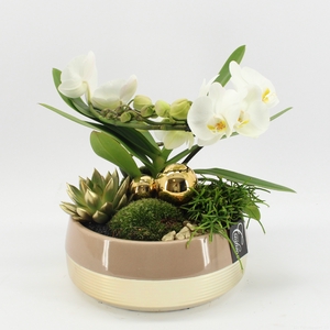 LICR-2415 Limited Phalaenopsis Xmas