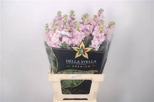 <h4>MATTH IRON CHERRY BL</h4>