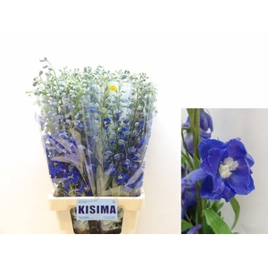 DELPH DU C BL SHADES