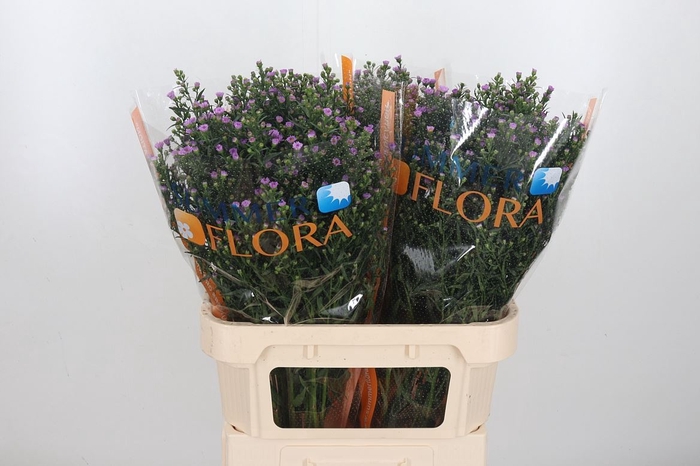 <h4>Aster Painted Lady</h4>