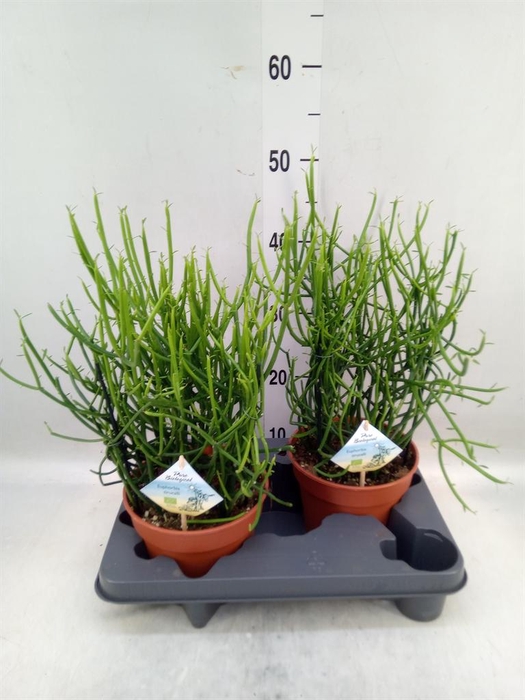 <h4>Euphorbia tirucalli</h4>