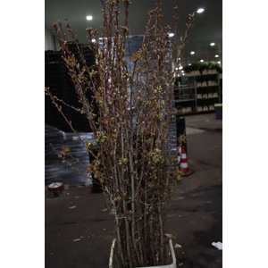 Prunus Serrulata P Stem