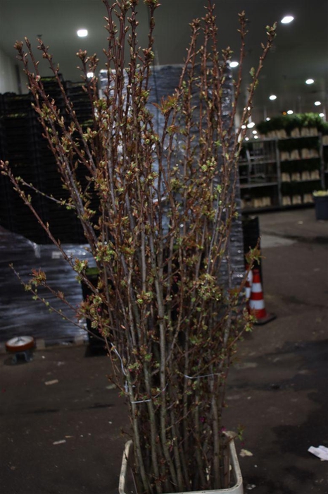 <h4>Prunus Serrulata P Stem</h4>