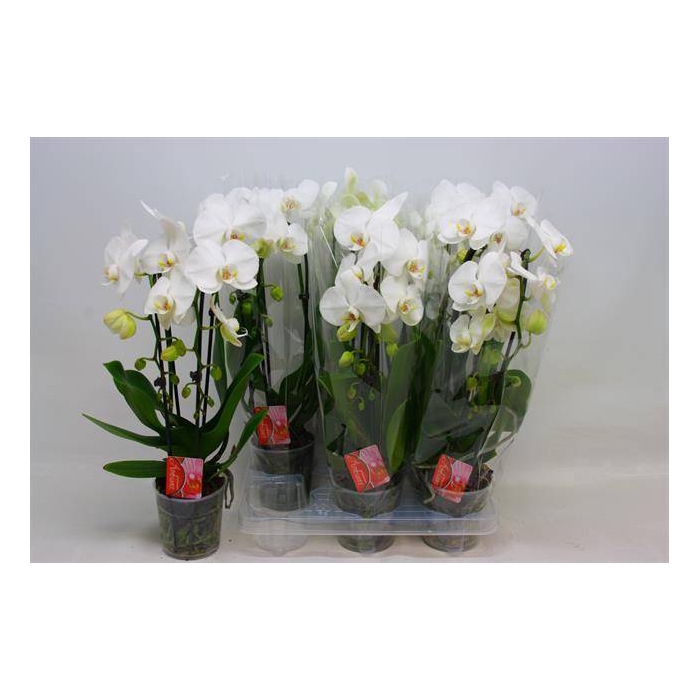 <h4>Phalaenopsis Elegans Cascade 12Ø 46cm 2st 16fl</h4>