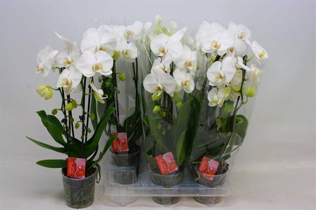 Phalaenopsis Elegans Cascade 12Ø 46cm 2st 16fl