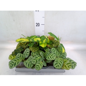 Calathea   ...