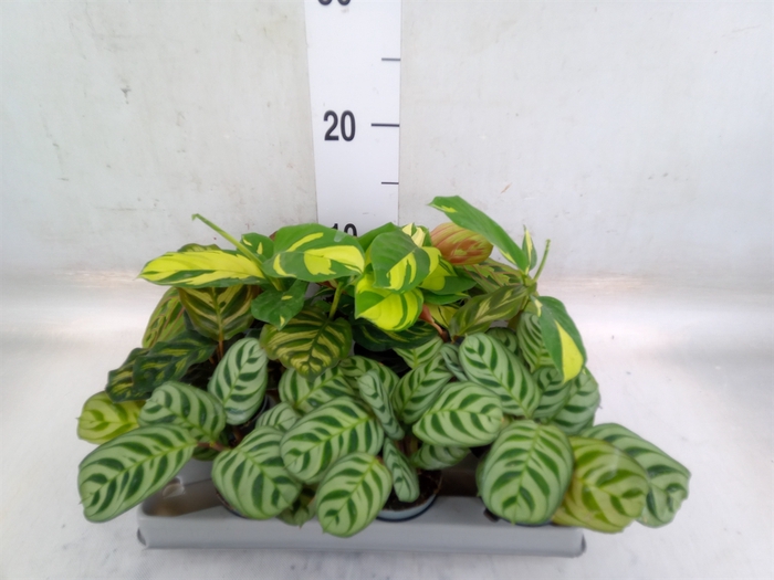 <h4>Calathea   ...</h4>