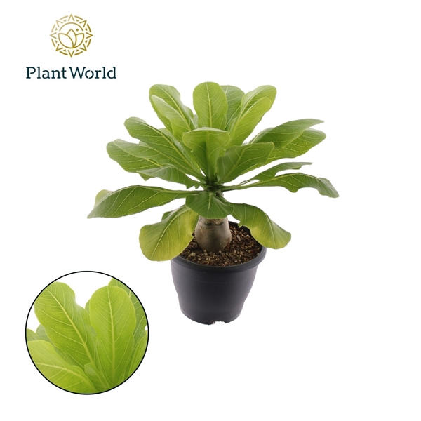 <h4>Brighamia insignis 'Hawaii Palm' P21</h4>