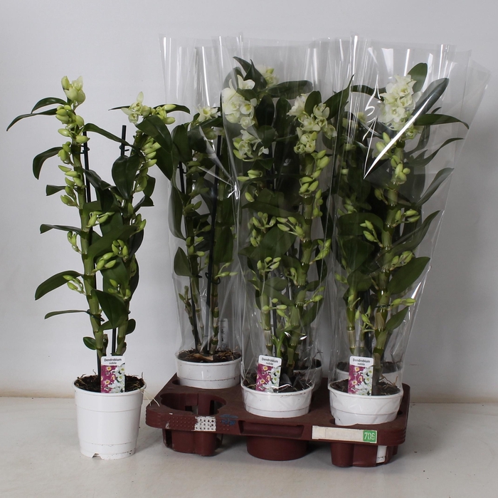 <h4>DENDR N SC APOLLON</h4>