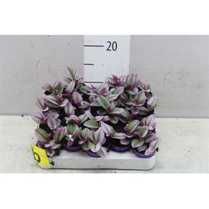 Tradescantia Albiflora 'nanouk'