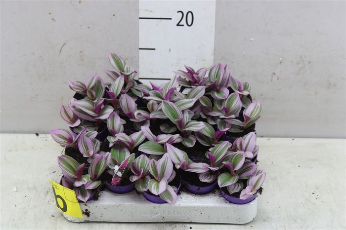 <h4>Tradescantia Albiflora 'nanouk'</h4>