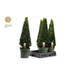 Buxu Sempervirens