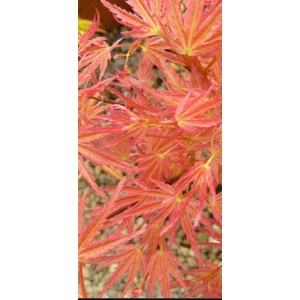 Acer palmatum