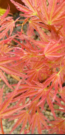 <h4>Acer palmatum</h4>