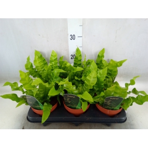 Asplenium nidus 'Crispy Wave'