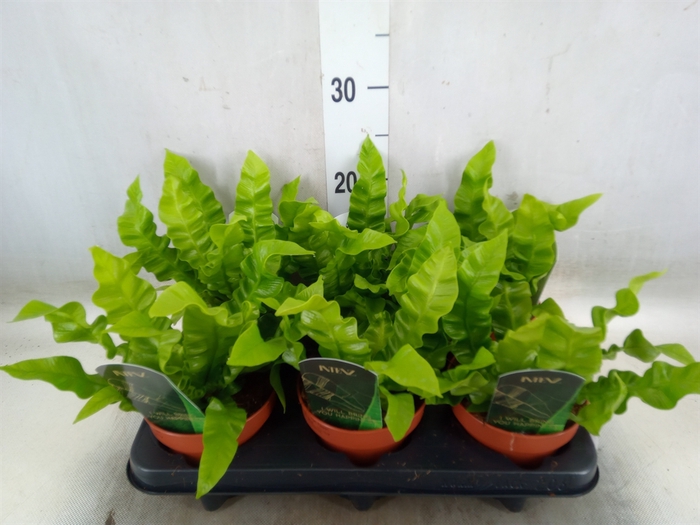 <h4>Asplenium nidus 'Crispy Wave'</h4>