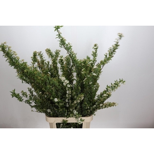 Spiraea Nipponica Snowmound