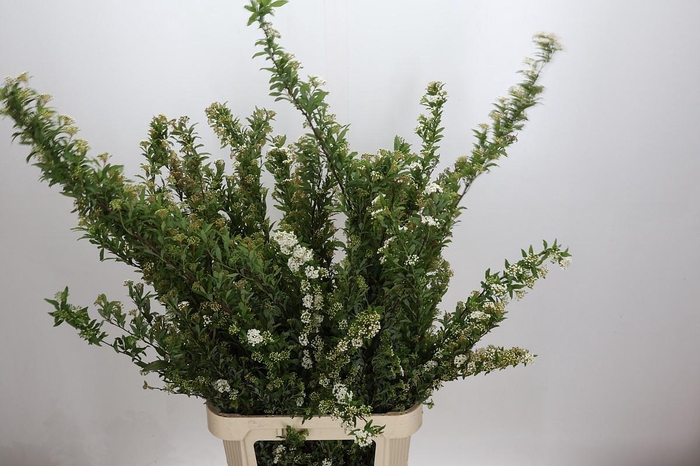 <h4>Spiraea Nipponica Snowmound</h4>