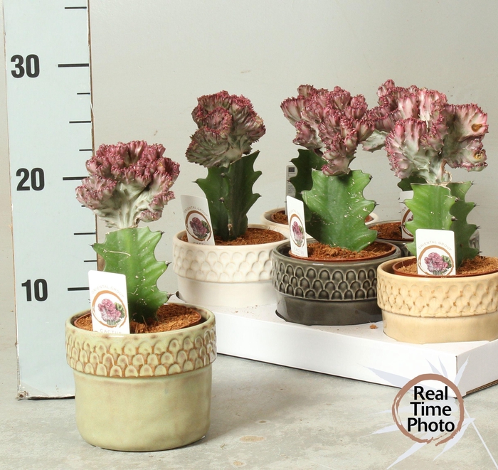 <h4>EUPHOR LAC CRISTATA</h4>