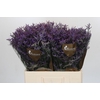 Limonium ov Safora Dark Blue