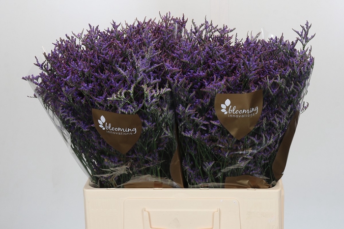 Limonium ov Safora Dark Blue