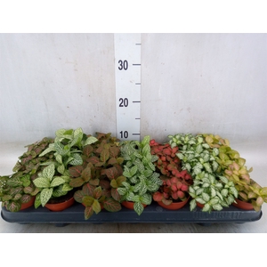 Fittonia   ...mix 7