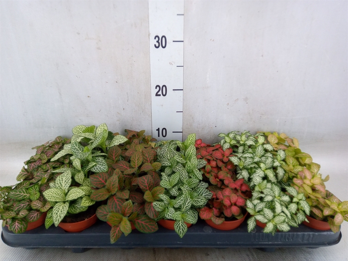 <h4>Fittonia   ...mix 7</h4>