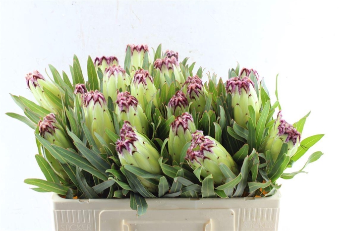 <h4>Protea N Limelight</h4>