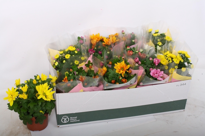 <h4>CHRYS GEM 7 KL</h4>