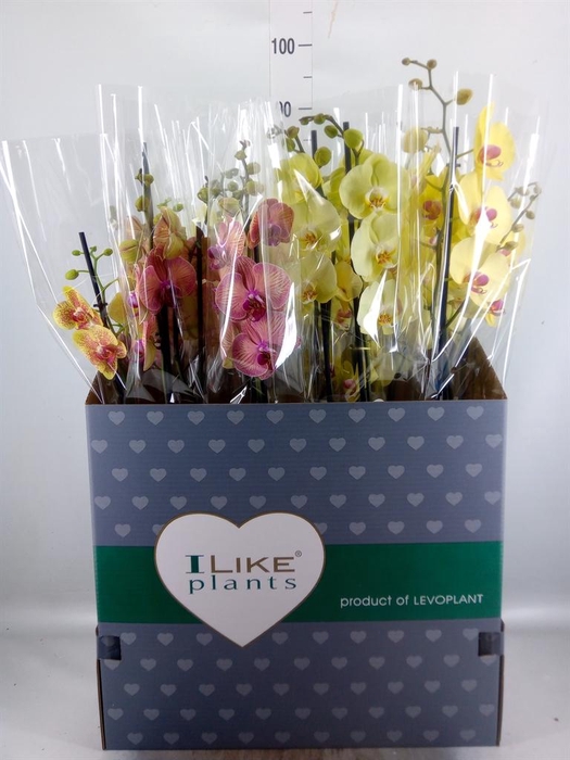 <h4>PHALAENOPSIS YELLOW/ORANJ</h4>