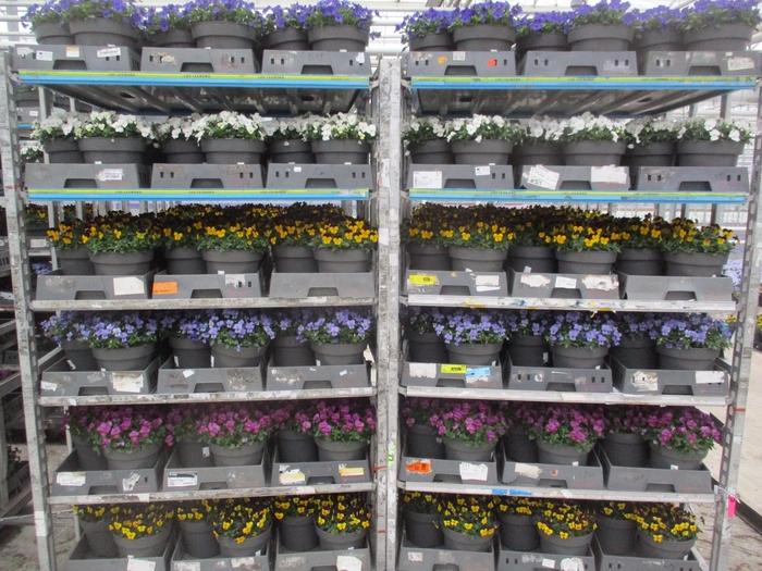 <h4>VIO CO MIXK</h4>