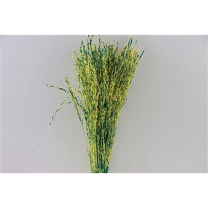 Dried Artz Rice Grass Van Gogh Bunch Slv