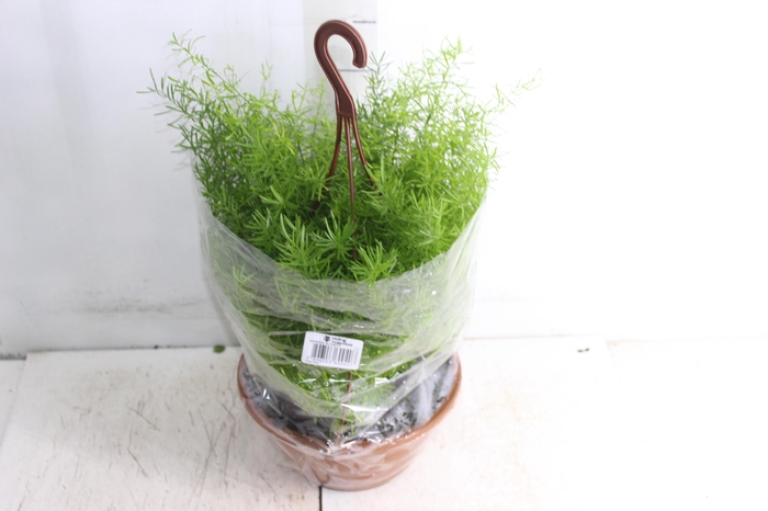 <h4>ASPARGO ALFINETE C21</h4>