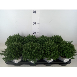 Thymus vulgaris 'Compactus'