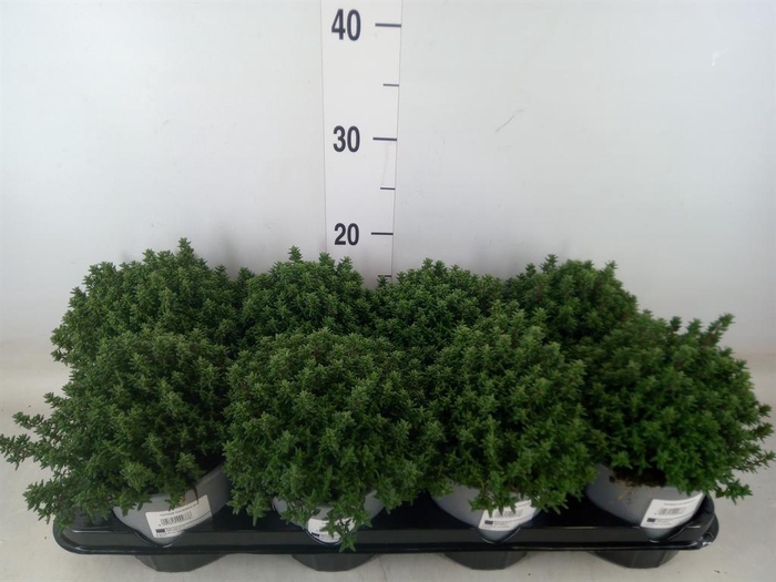 <h4>Thymus vulgaris 'Compactus'</h4>