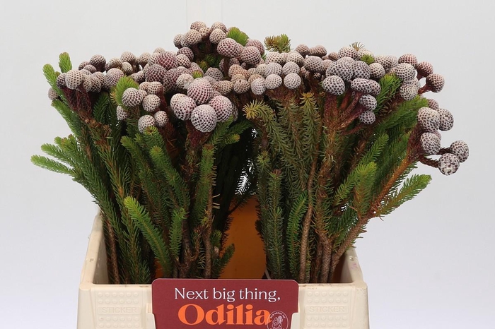 <h4>Kaaps Groen Stokoei</h4>