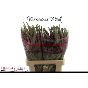 VERON L SKYLER PINK