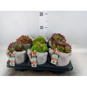Arr.  Sempervivum L%