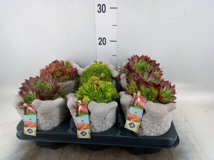 <h4>Arr.  Sempervivum L%</h4>