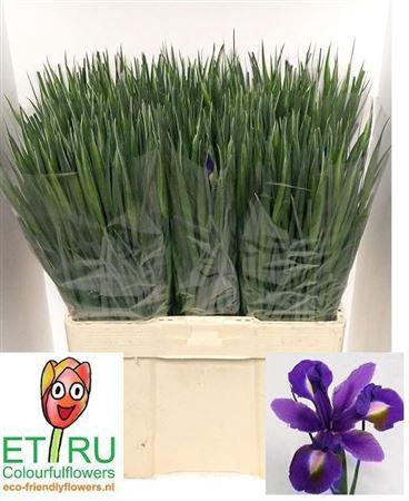 <h4>Iris Blue Magic</h4>