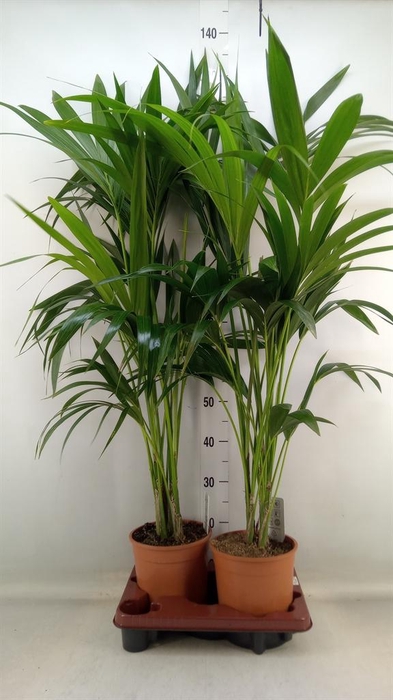 <h4>Howea forsteriana</h4>