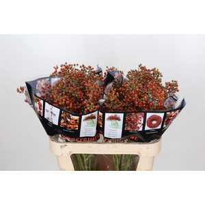 Rozenbottel Autumn Rosefruits