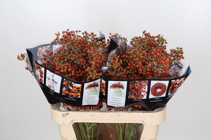 Rozenbottel Autumn Rosefruits