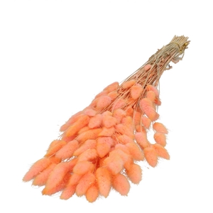 Dried flowers Lagurus 60cm 50g