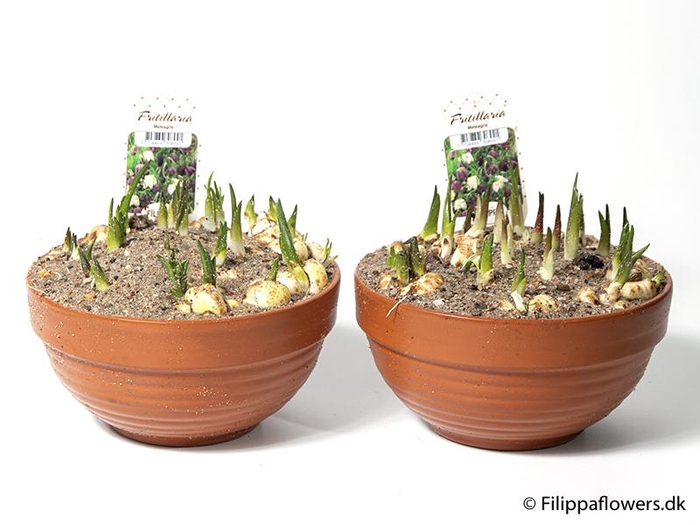 FRITILLARIA MELEAGRIS