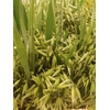 AVENA STERILIS 75CM