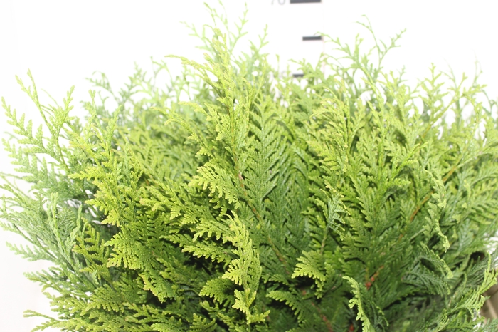 <h4>FOLH TUIA MACA</h4>